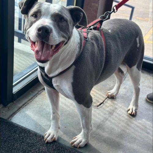 Enlarge Galley, a Adoptable mixed breed in Georgetown, KY image 5/5