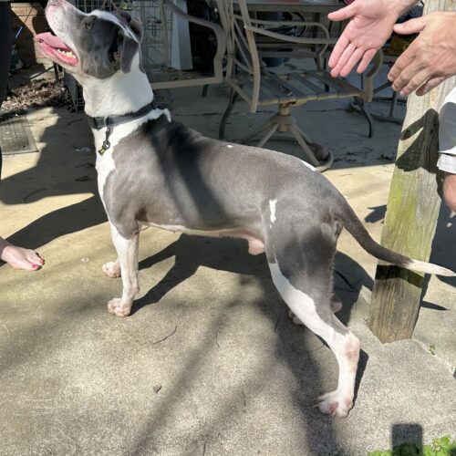 Enlarge Galley, a Adoptable mixed breed in Georgetown, KY image 8/8