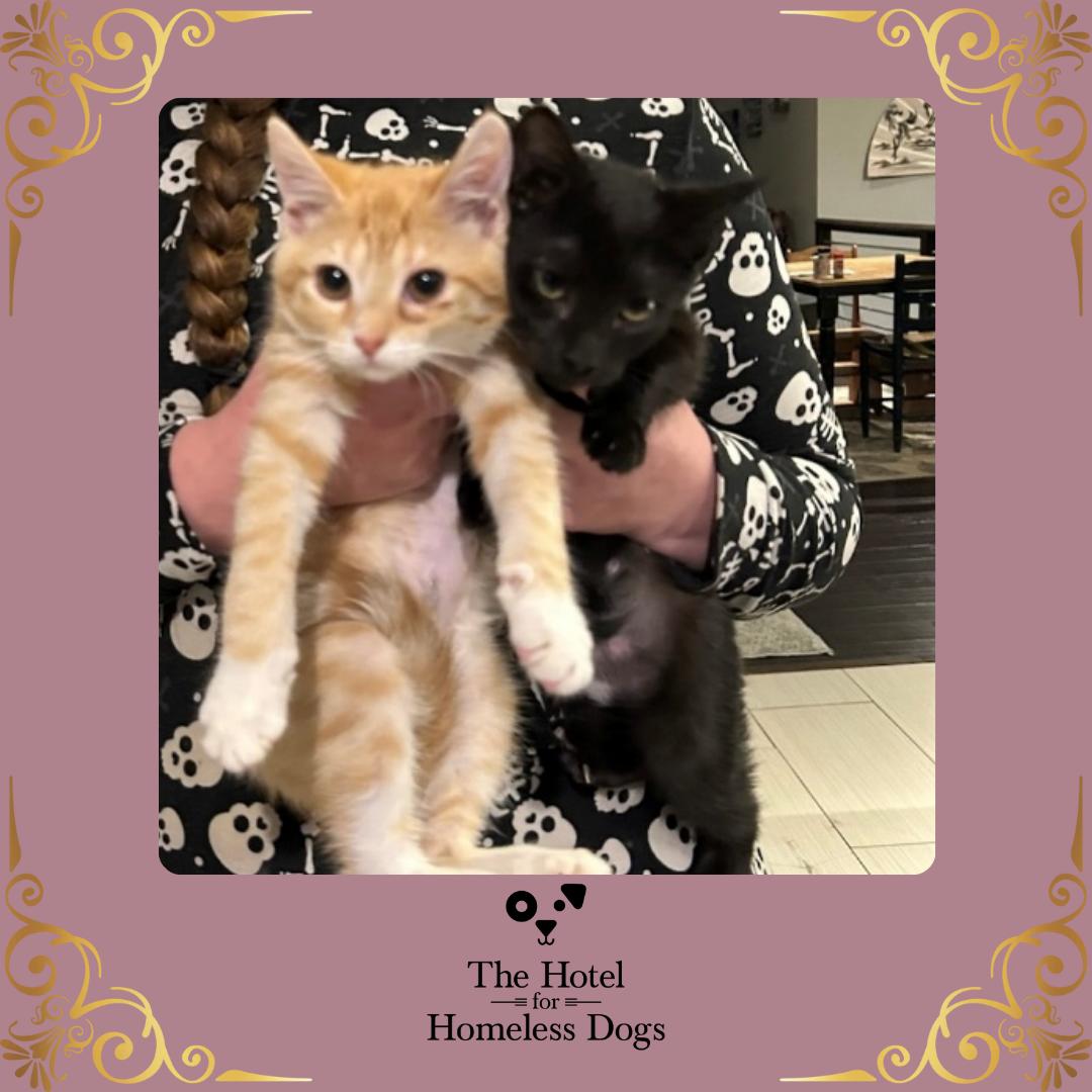 Butterbean, adopted, Kitten Female Domestic Short Hair.