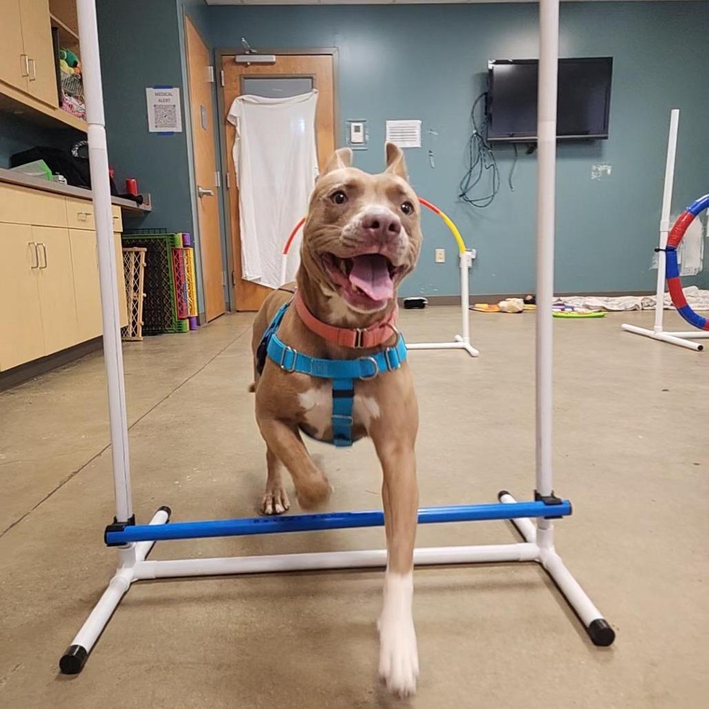 Enlarge Genevieve Gremlin, a Adoptable Pit Bull Terrier in Baltimore, MD image 2/5