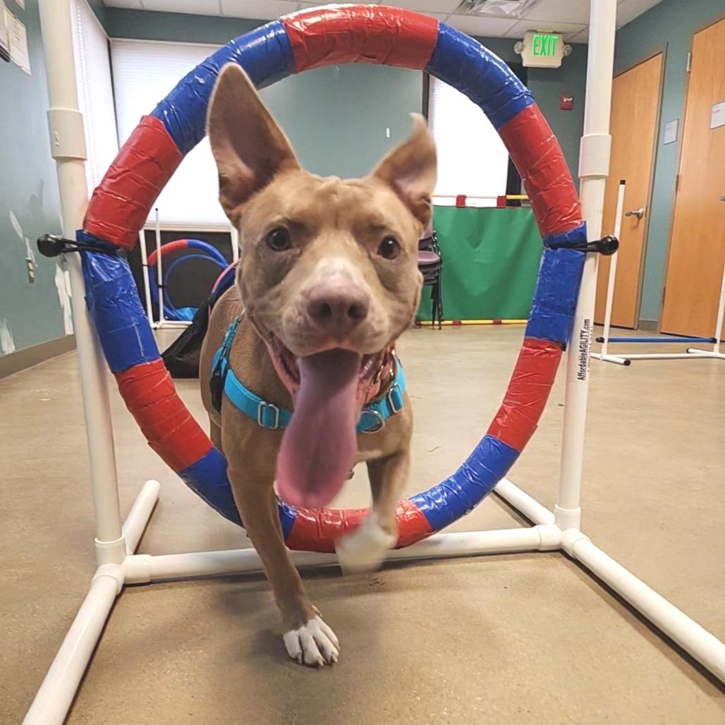Enlarge Genevieve Gremlin, a Adoptable Pit Bull Terrier in Baltimore, MD image 3/5