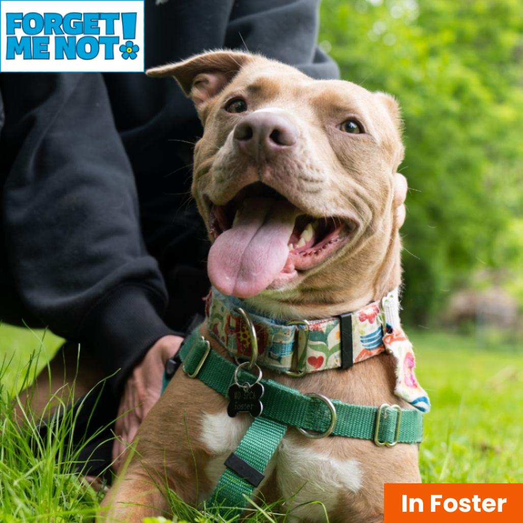 Enlarge Genevieve Gremlin, a Adoptable Pit Bull Terrier in Baltimore, MD image 4/5