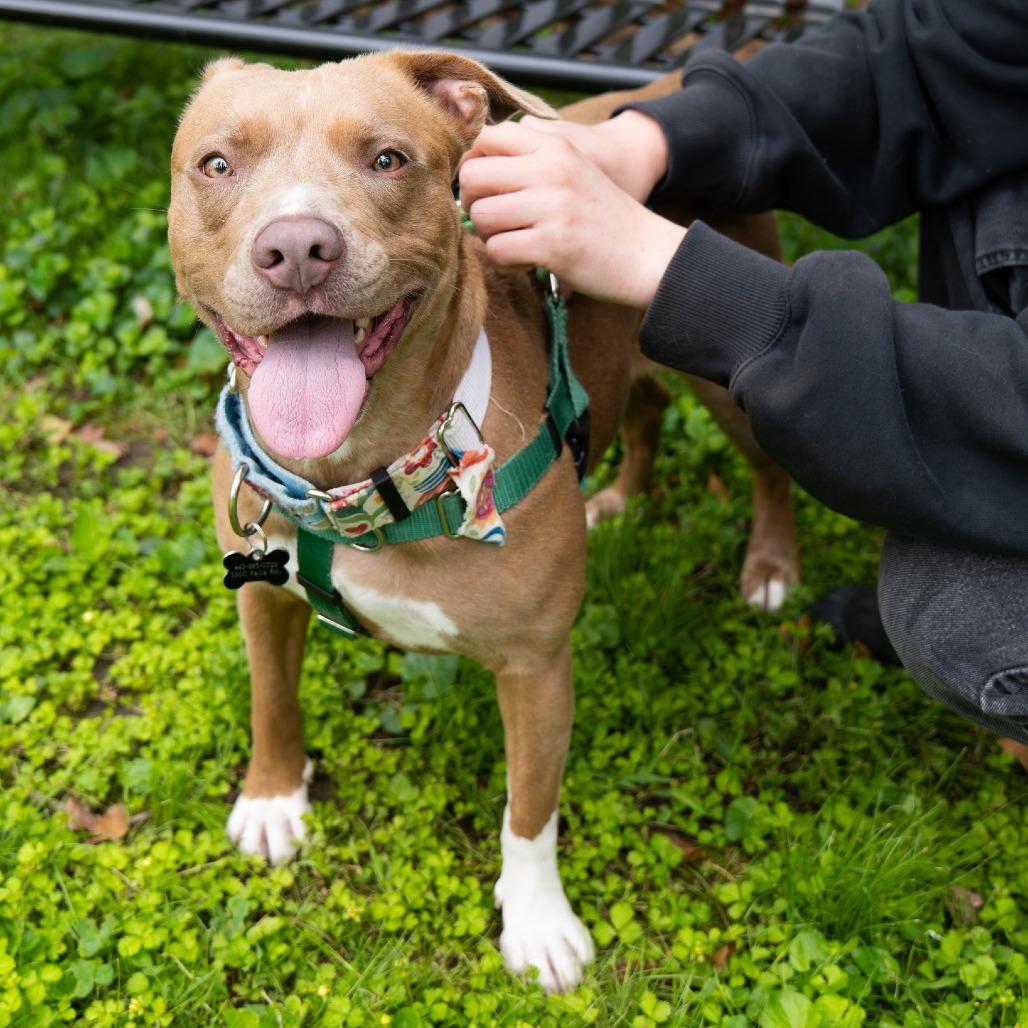 Enlarge Genevieve Gremlin, a Adoptable Pit Bull Terrier in Baltimore, MD image 5/5