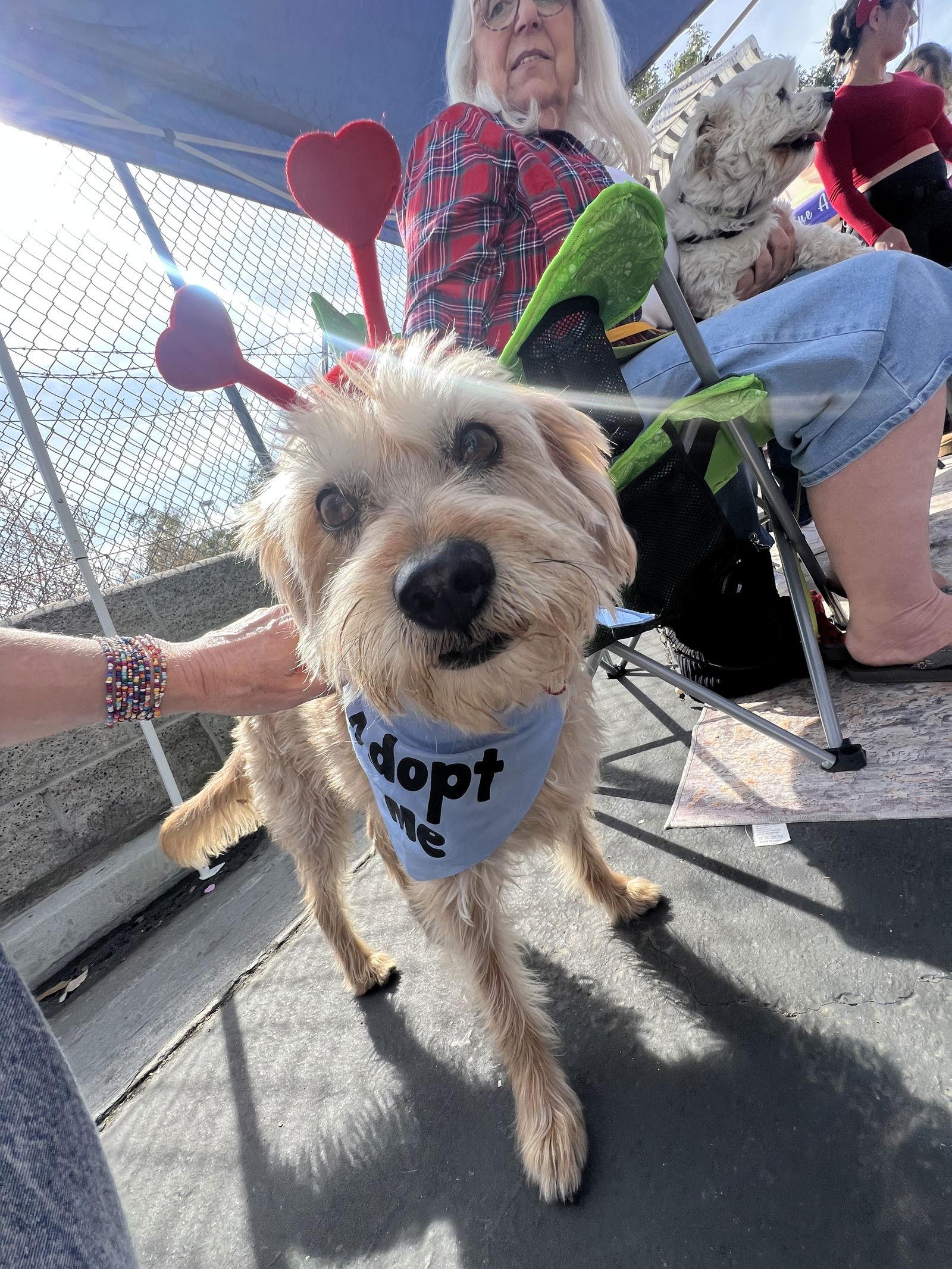 Cowboy, Adoptable, Adult Male Terrier.