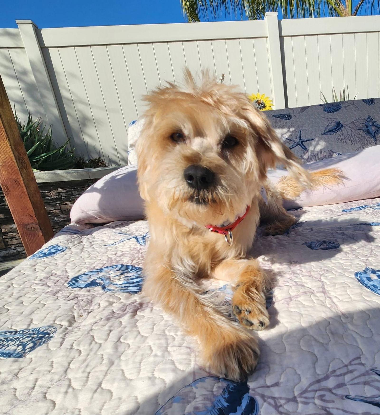 Cowboy, a Adoptable Terrier in San Bernardino, CA image 2/3