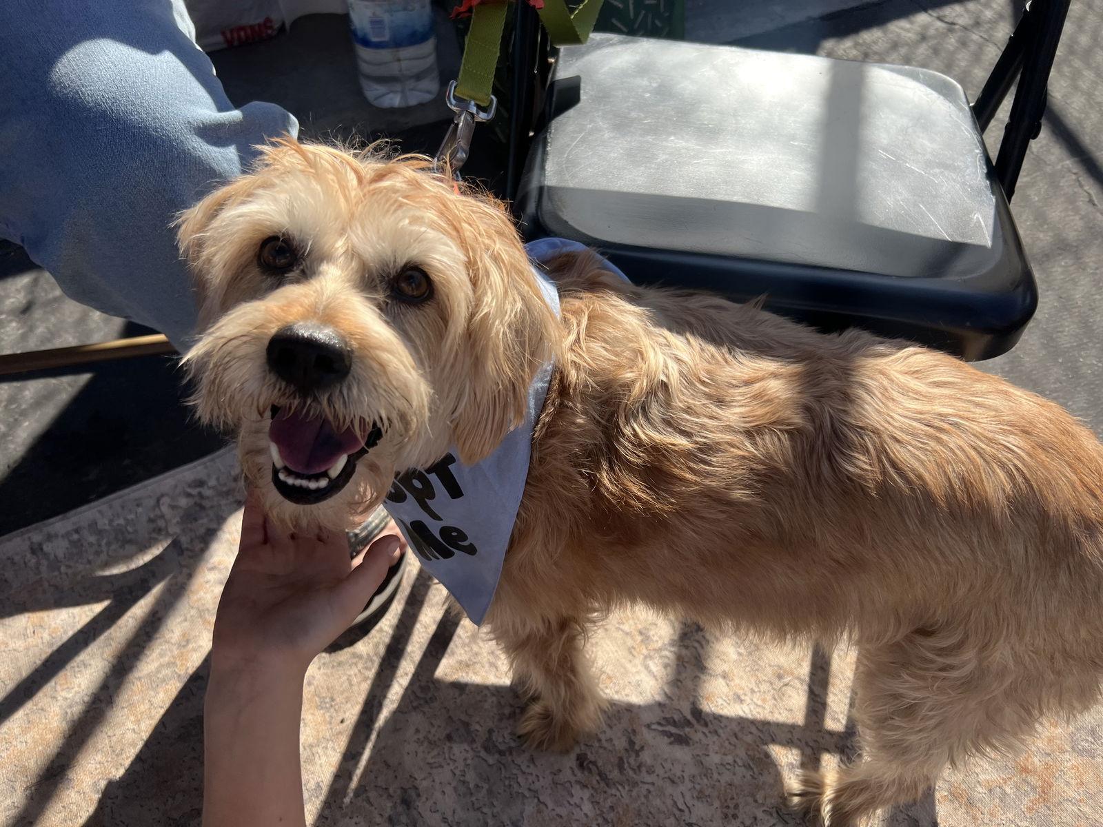 Cowboy, a Adoptable Terrier in San Bernardino, CA image 3/3