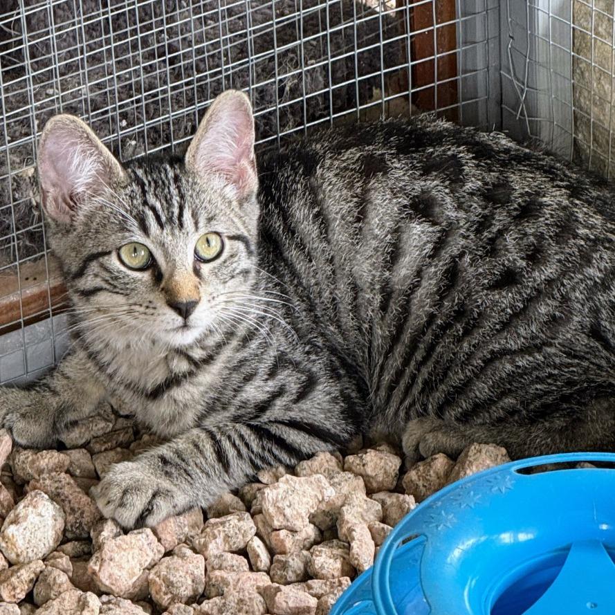 Enlarge Camaro, a Adoptable Domestic Short Hair in Boerne, TX image 1/6