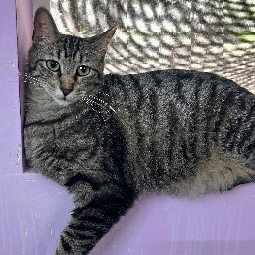Enlarge Camaro, a Adoptable Domestic Short Hair in Boerne, TX image 1/6