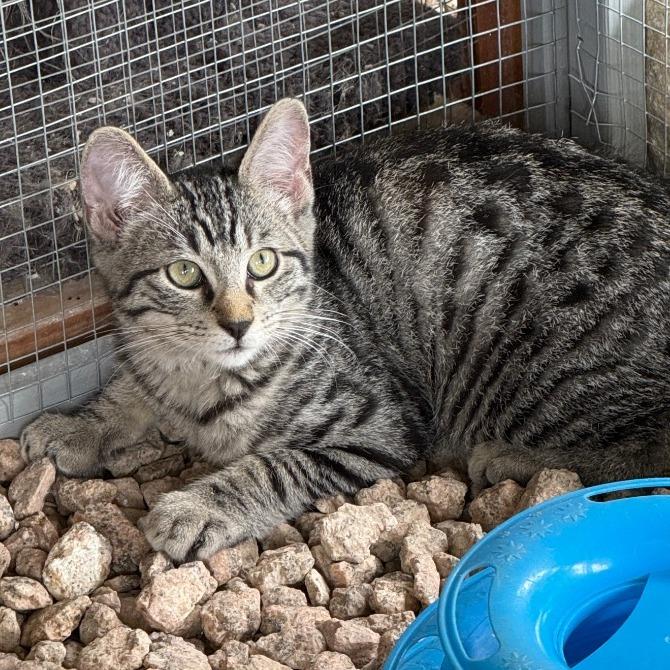 Camero, a Adoptable Domestic Short Hair in Boerne, TX image 1/2