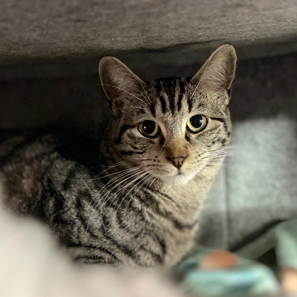 Enlarge Camero, a Adoptable Domestic Short Hair in Boerne, TX image 2/5