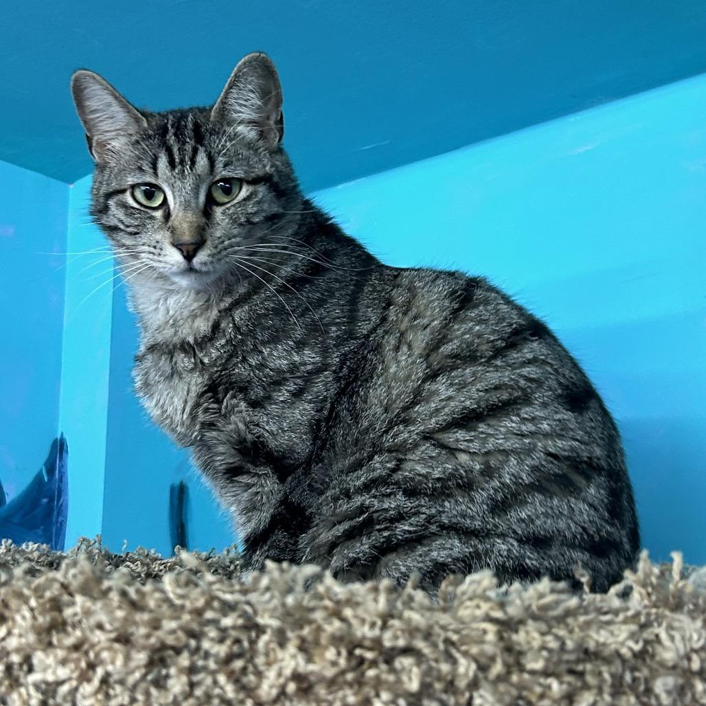 Enlarge Camaro, a Adoptable Domestic Short Hair in Boerne, TX image 2/6