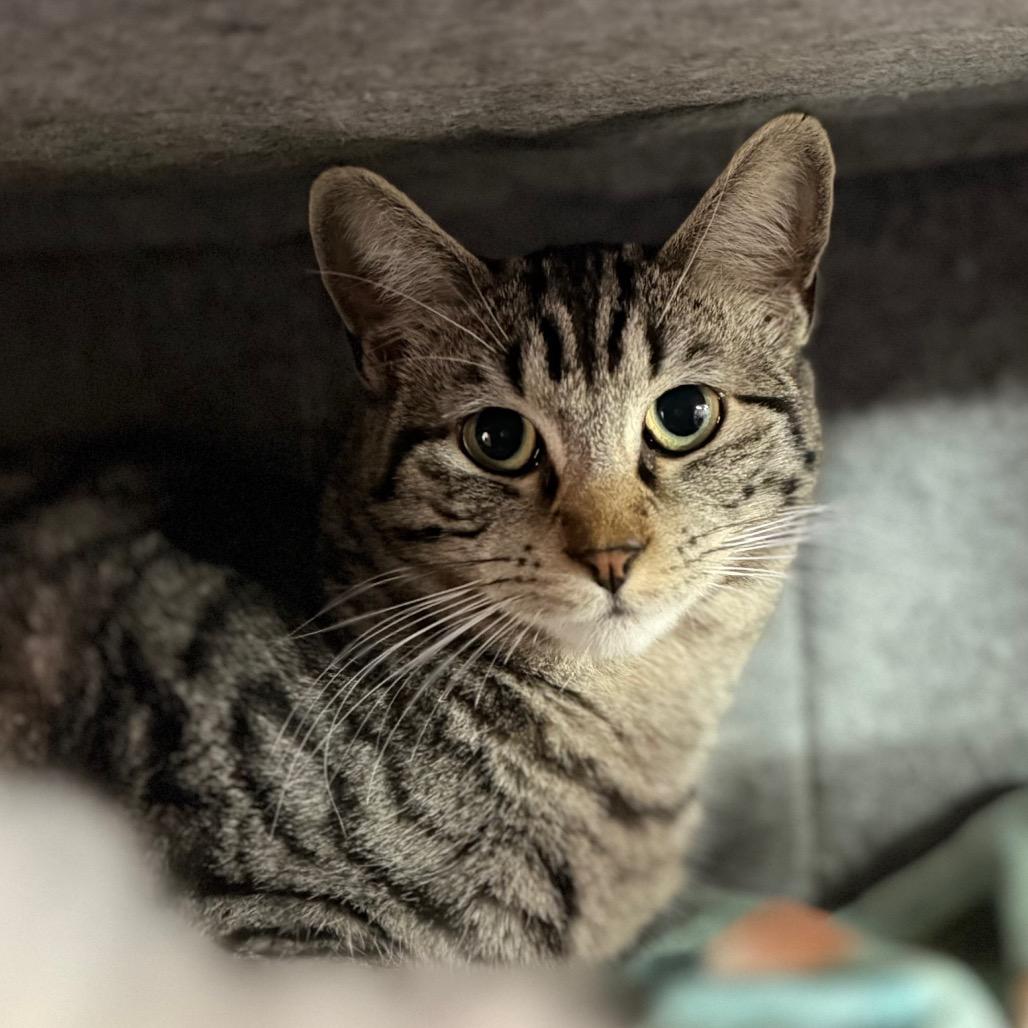 Enlarge Camero, a Adoptable Domestic Short Hair in Boerne, TX image 3/5