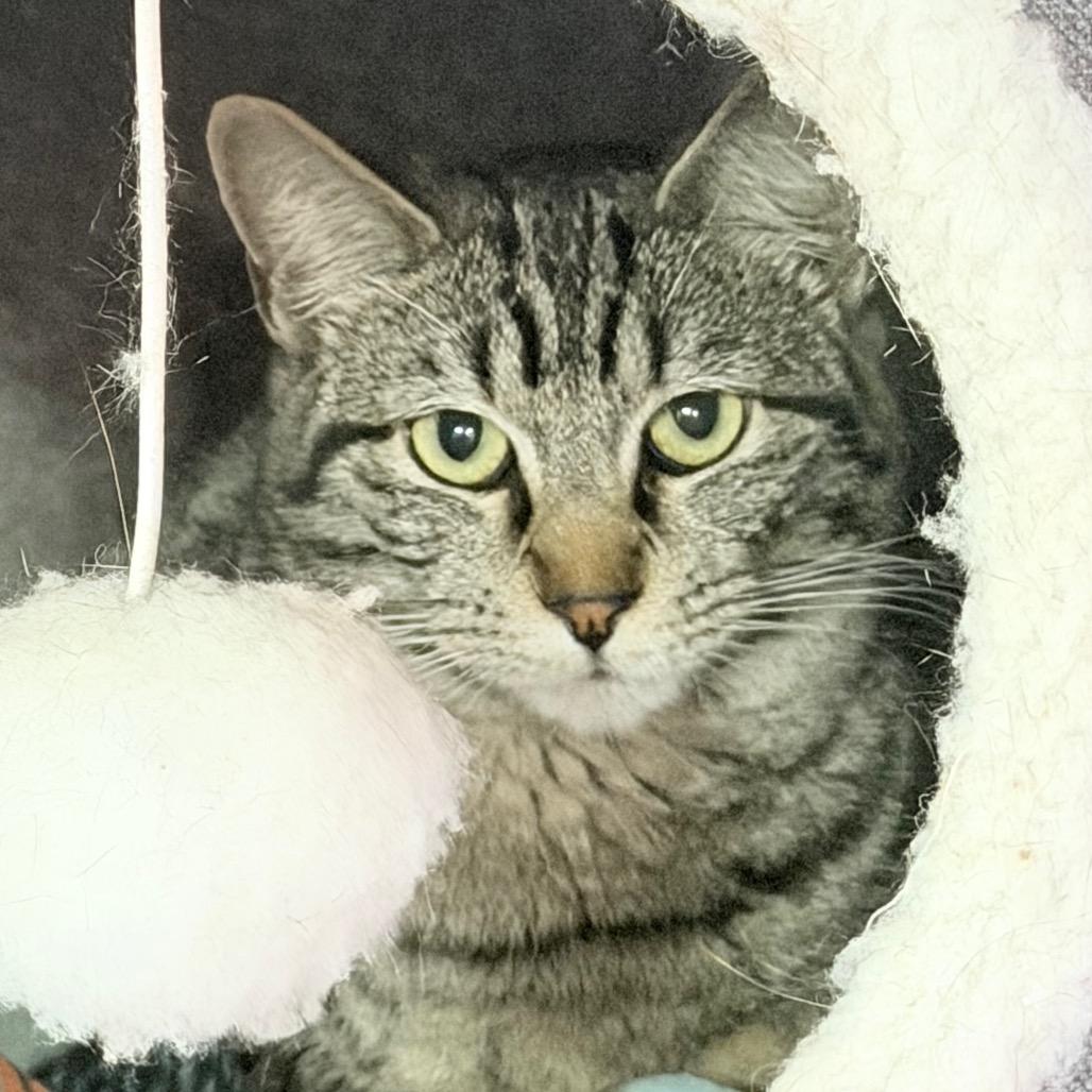 Enlarge Camero, a Adoptable Domestic Short Hair in Boerne, TX image 5/5