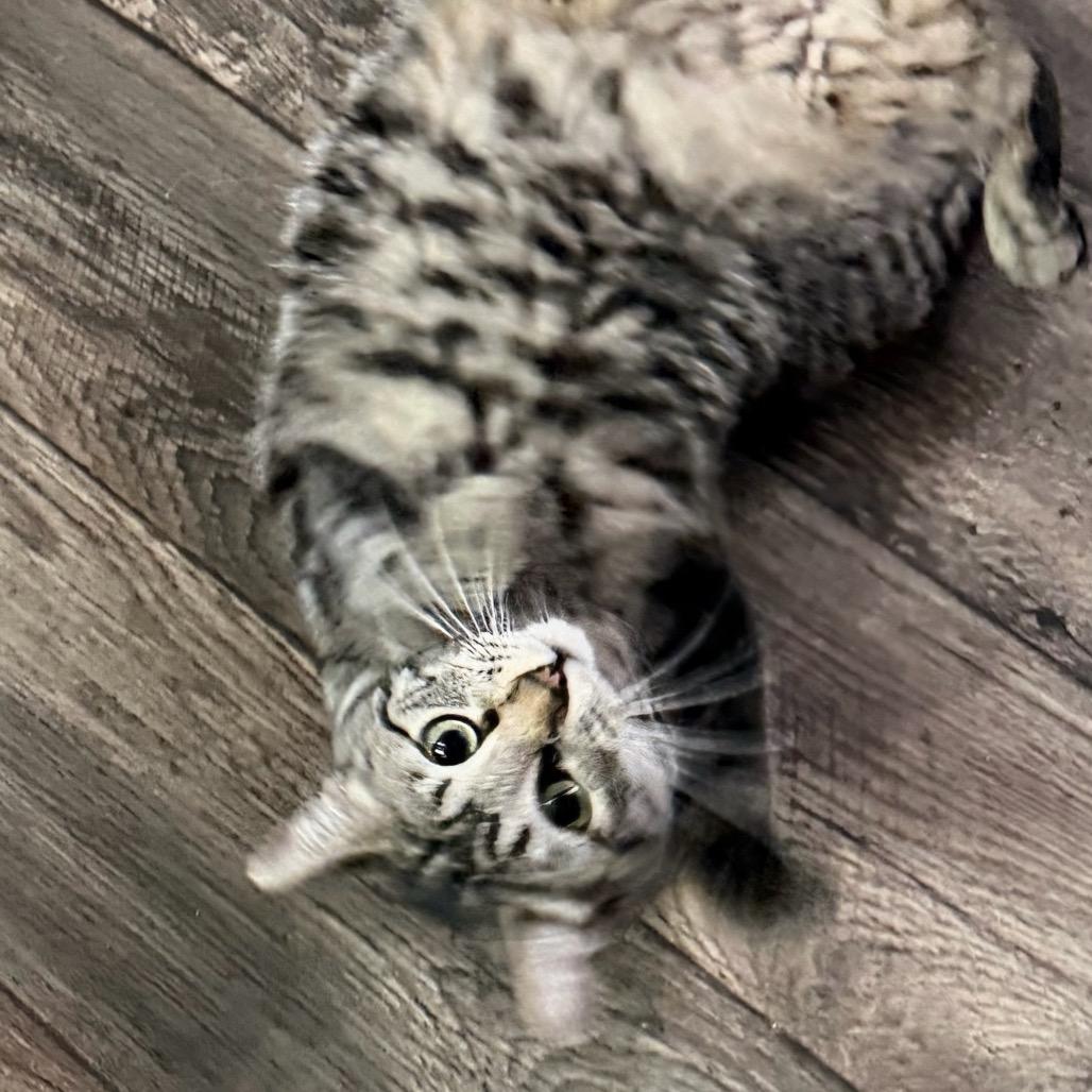 Enlarge Camaro, a Adoptable Domestic Short Hair in Boerne, TX image 5/6