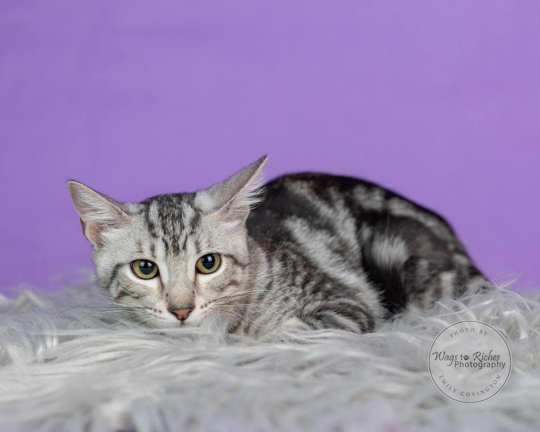 Clover, a Adoptable mixed breed in Carlisle, PA image 1/6