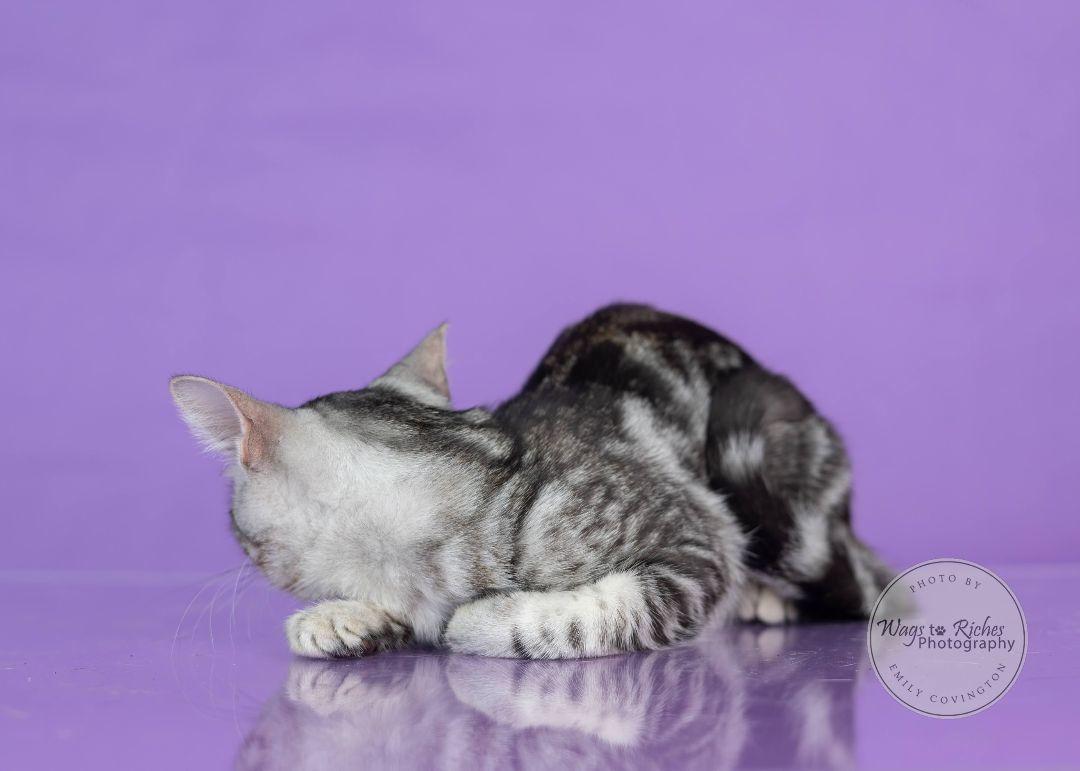 Clover, a Adoptable mixed breed in Carlisle, PA image 3/6