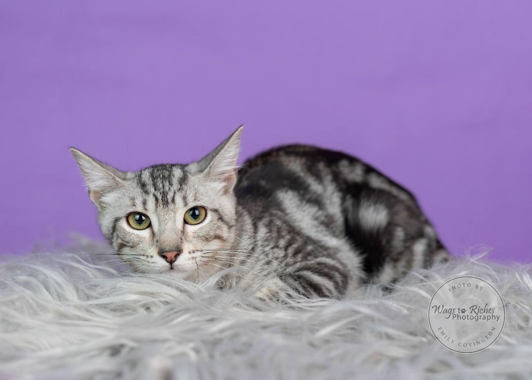Clover, Adoptable, Young Female Domestic Short Hair & Tabby.