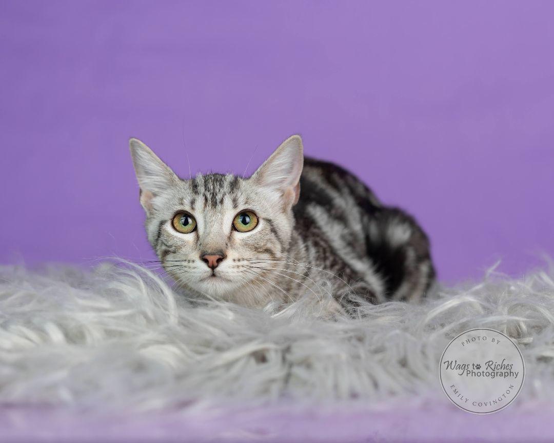 Clover, a Adoptable mixed breed in Carlisle, PA image 5/6