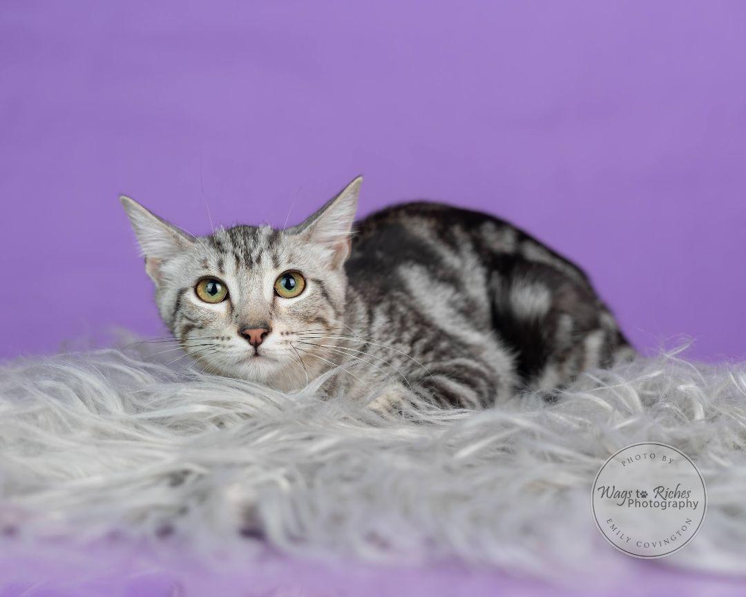 Clover, a Adoptable mixed breed in Carlisle, PA image 6/6