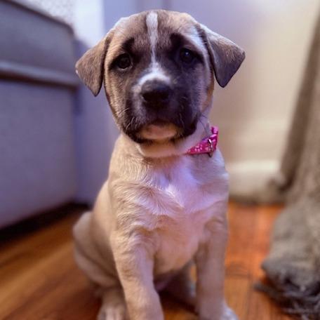 Sabrina, a Adoptable Mixed Breed in Brooklyn, NY image 1/6