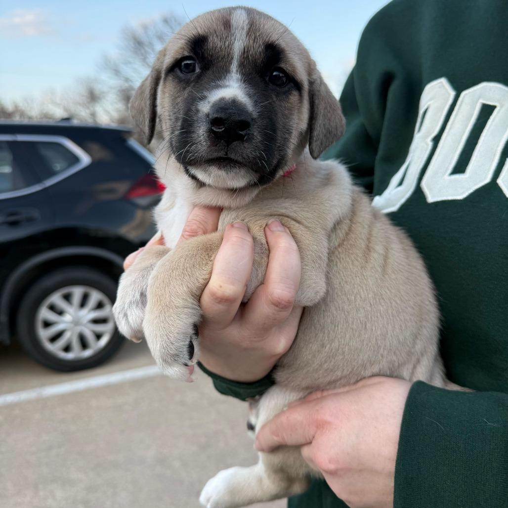 Sabrina, a Adoptable Mixed Breed in Brooklyn, NY image 2/6
