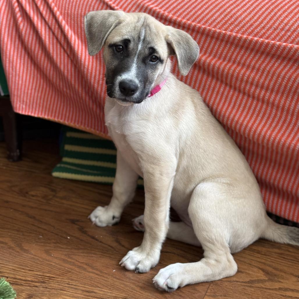 Enlarge Sabrina, a Adoptable Mixed Breed in Brooklyn, NY image 2/6