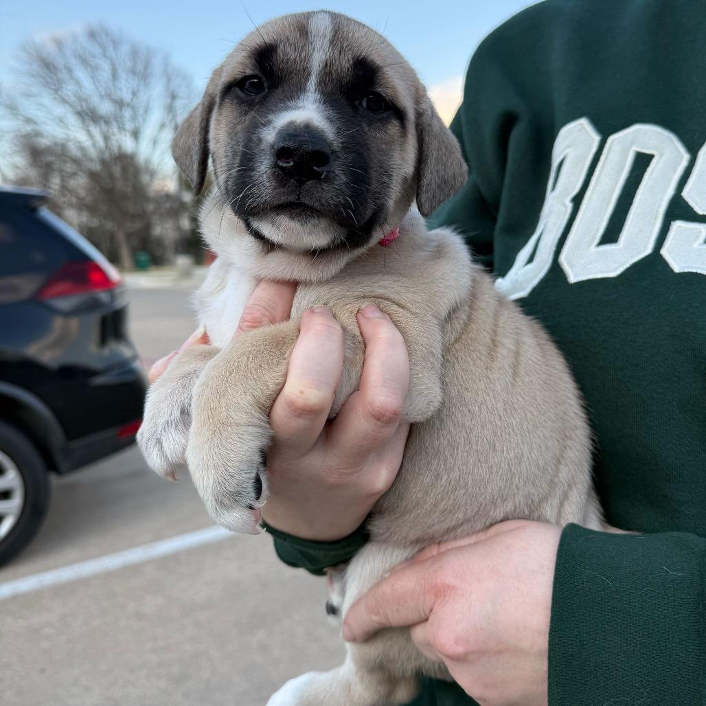 Sabrina, a Adoptable Mixed Breed in Brooklyn, NY image 3/6