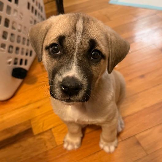 Sabrina, a Adoptable Mixed Breed in Brooklyn, NY image 4/6