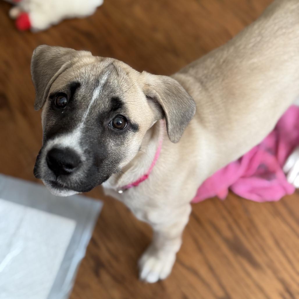 Enlarge Sabrina, a Adoptable Mixed Breed in Brooklyn, NY image 5/6