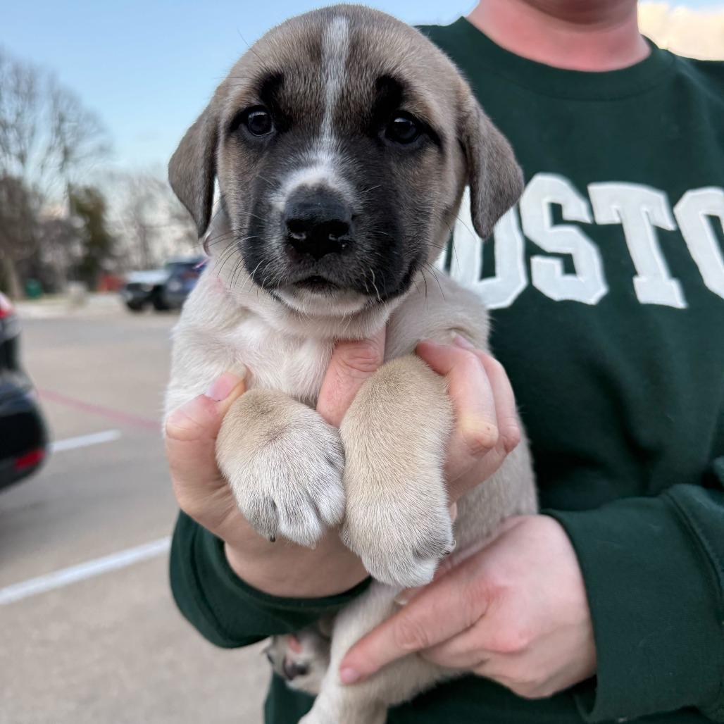 Sabrina, a Adoptable Mixed Breed in Brooklyn, NY image 5/6