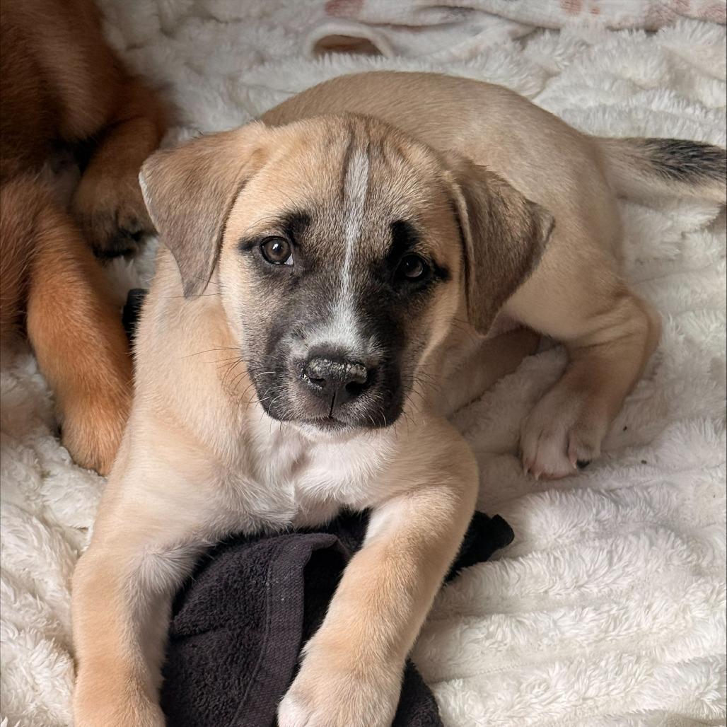 Sabrina, a Adoptable Mixed Breed in Brooklyn, NY image 6/6