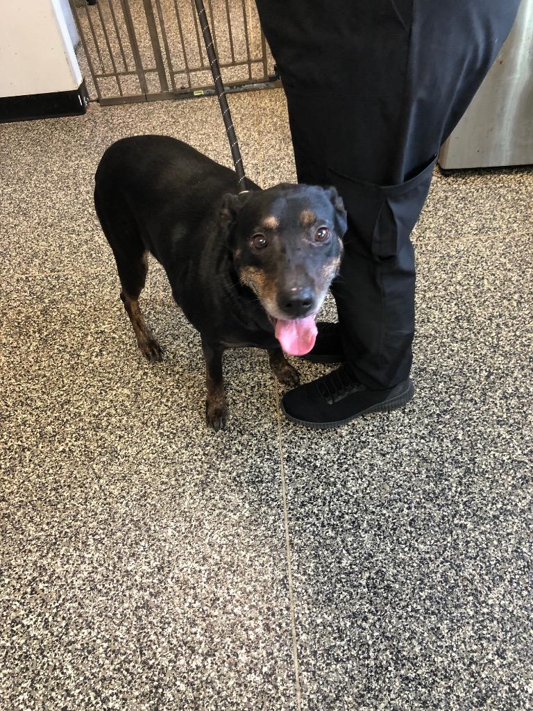 Nala, Adoptable, Adult Female Mixed Breed.