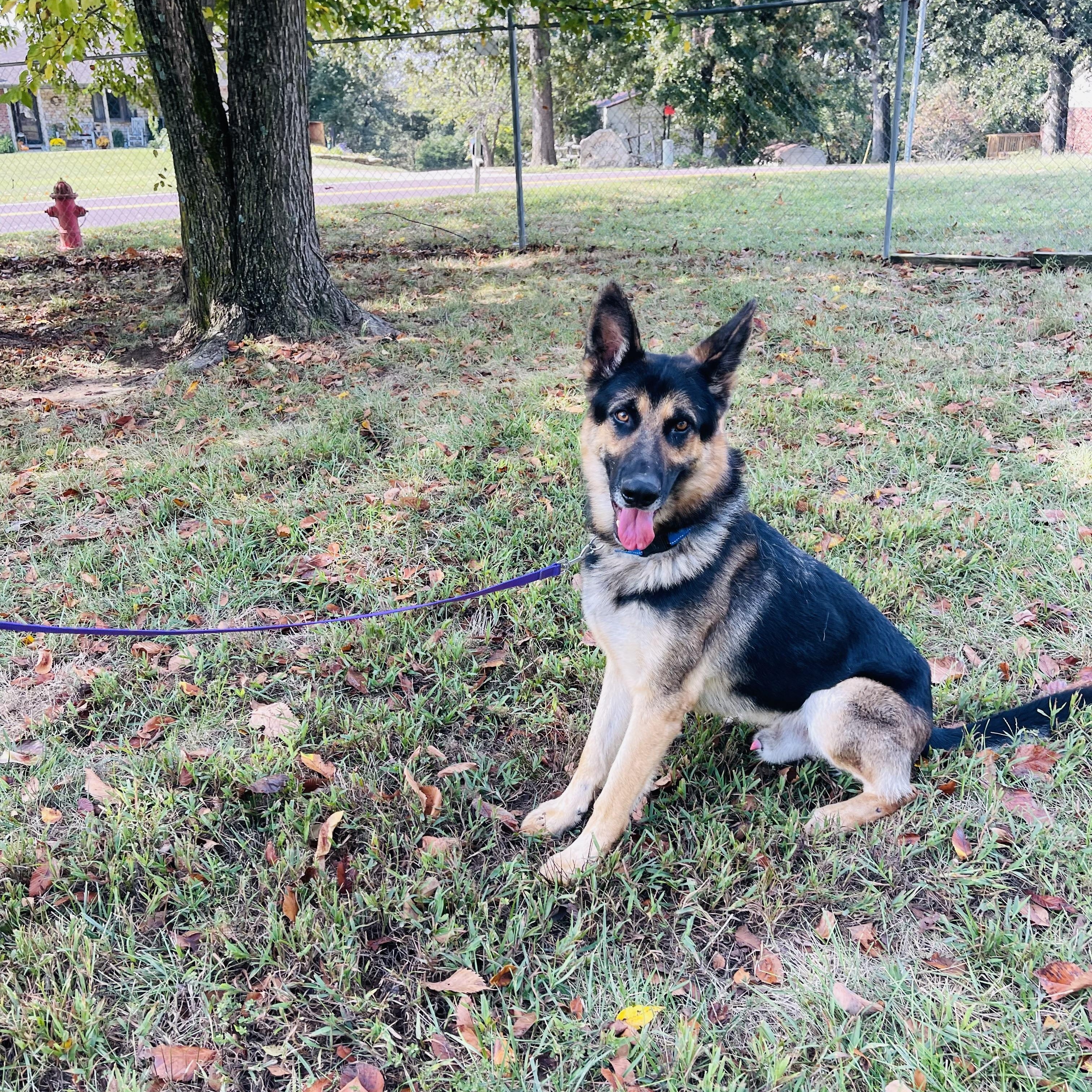 Enlarge Sly, a Adoptable mixed breed in Jefferson City, MO image 4/5