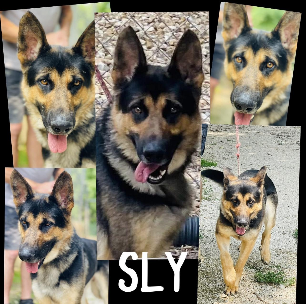 Enlarge Sly, a Adoptable mixed breed in Jefferson City, MO image 1/5