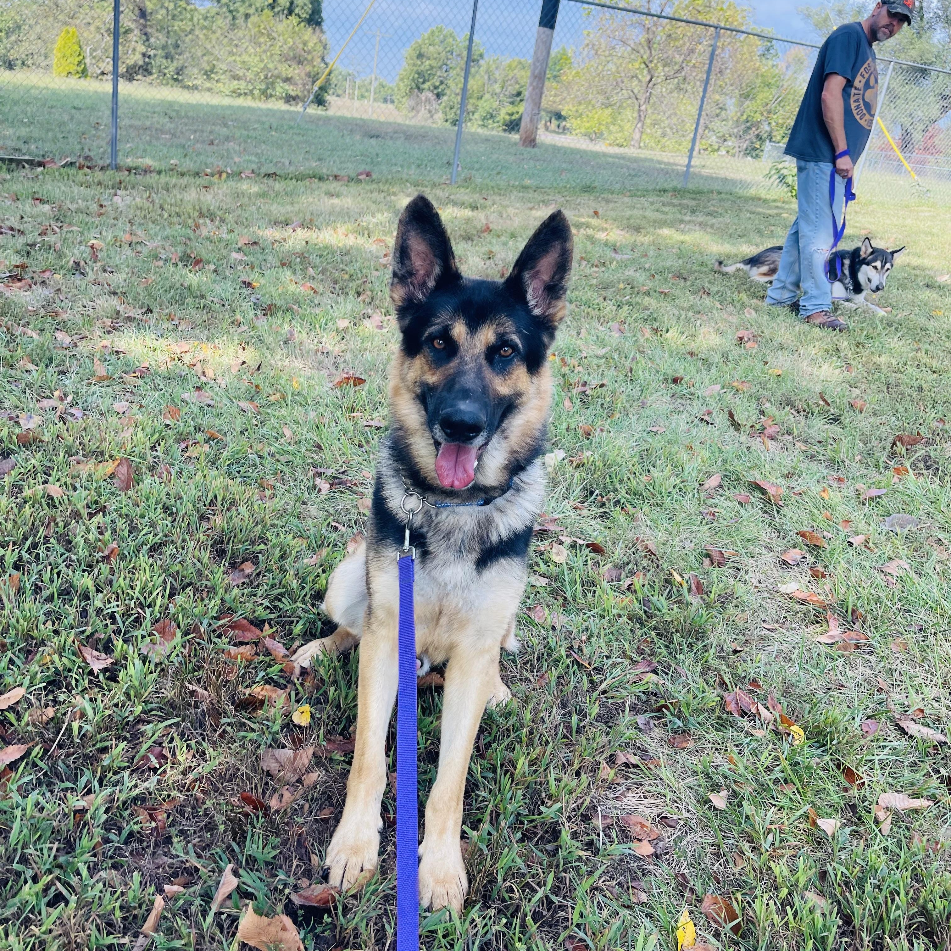 Enlarge Sly, a Adoptable mixed breed in Jefferson City, MO image 2/5