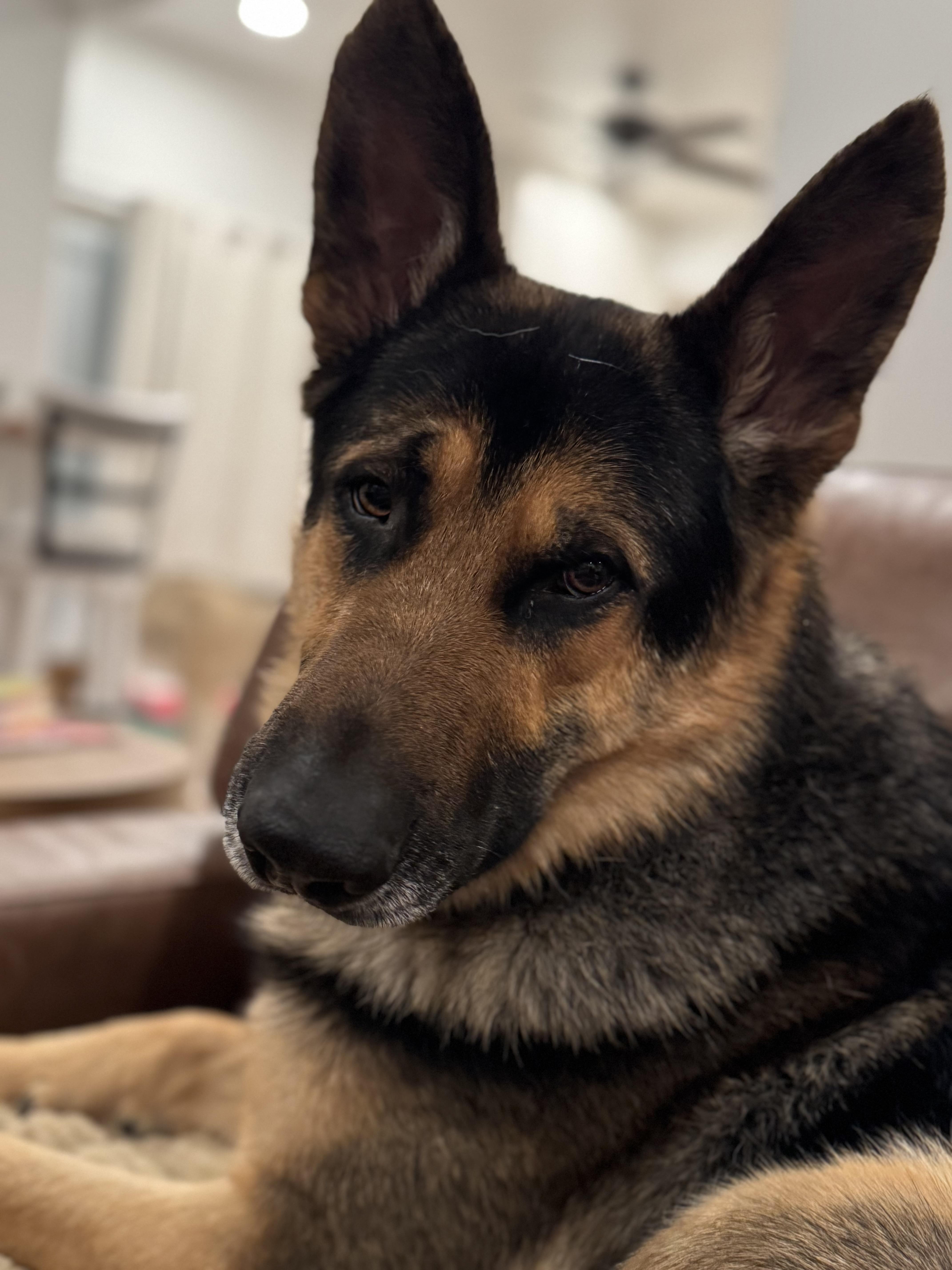 Enlarge Sly, an adoptable mixed breed in Jefferson City, MO image 1/6