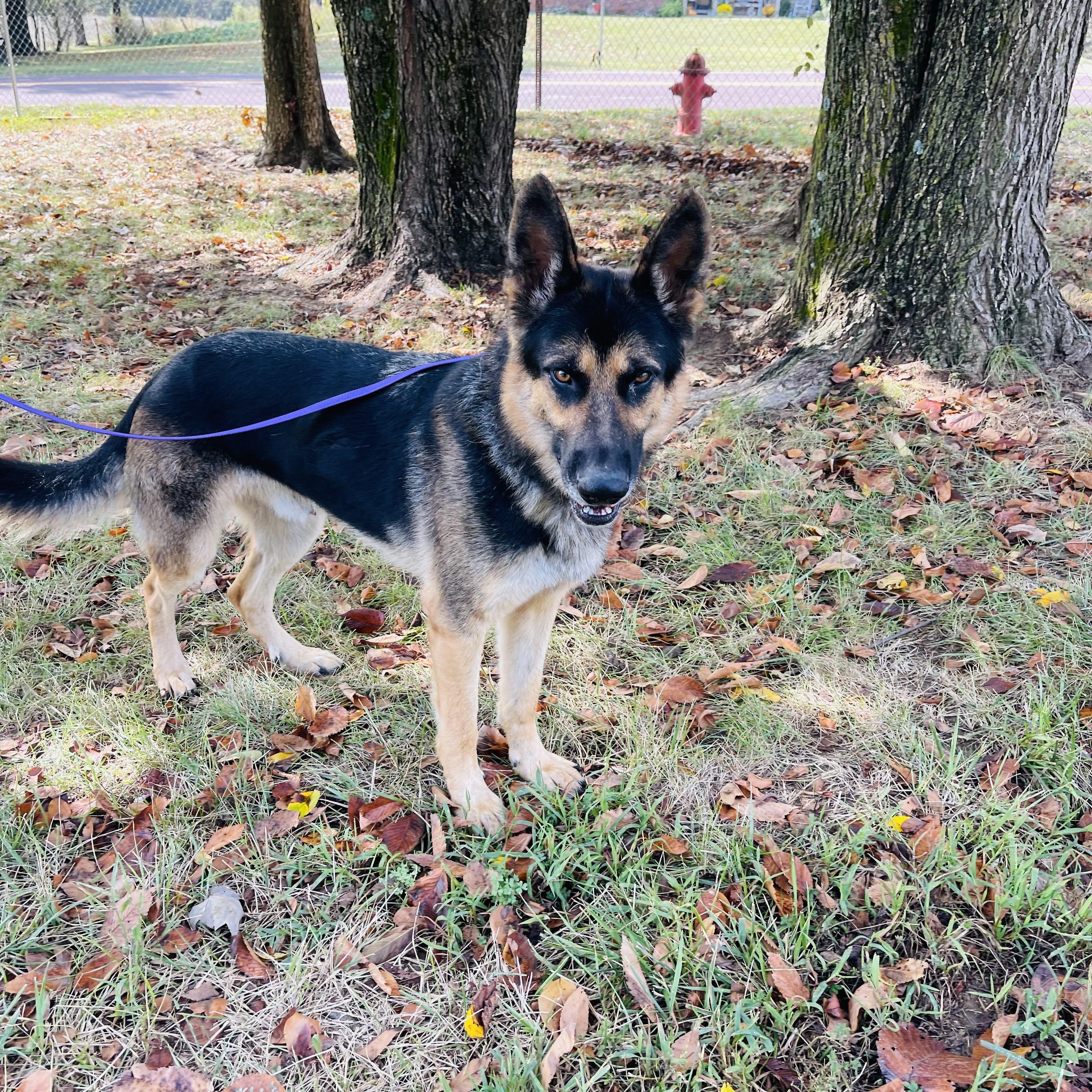 Enlarge Sly, a Adoptable mixed breed in Jefferson City, MO image 5/5