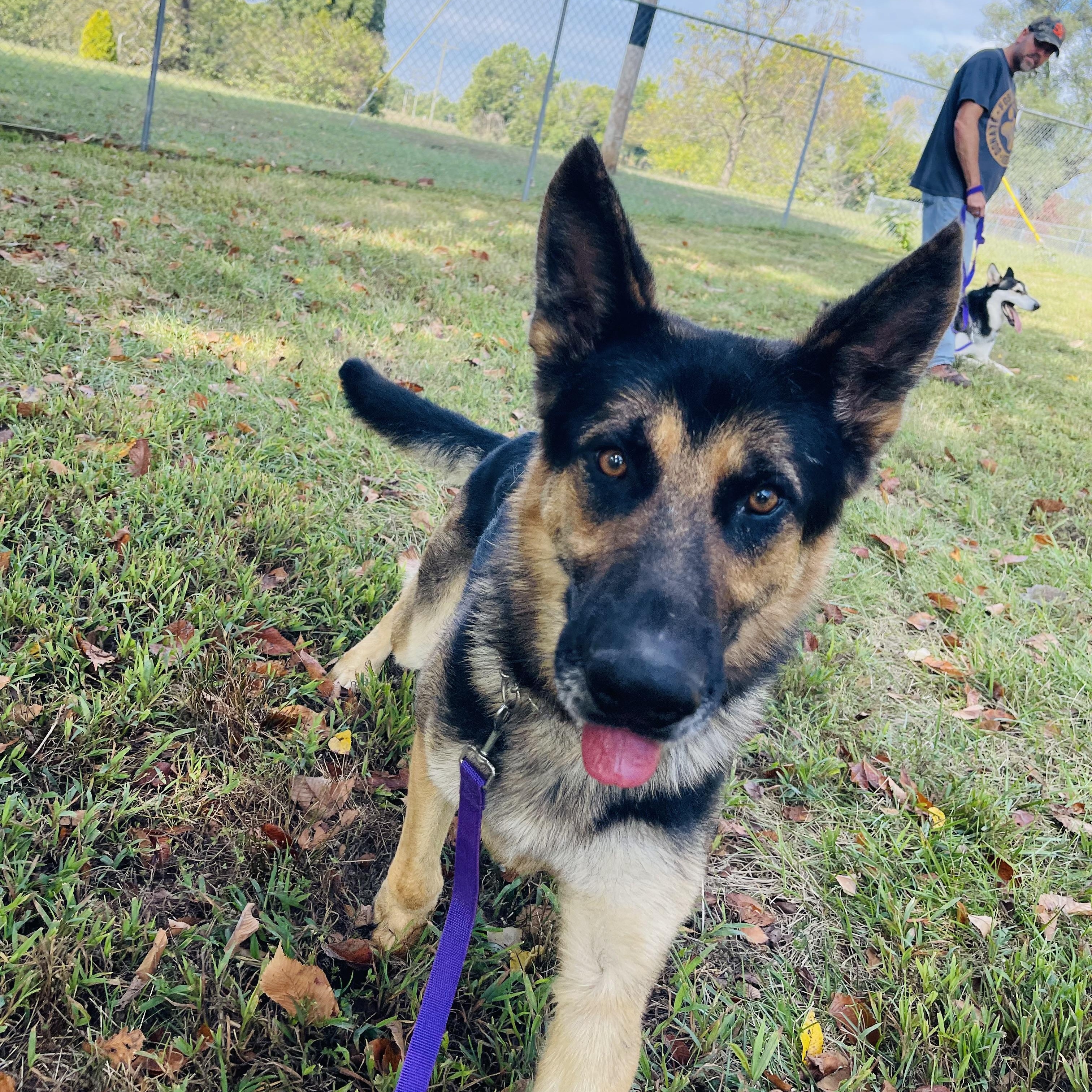 Enlarge Sly, a Adoptable mixed breed in Jefferson City, MO image 3/5