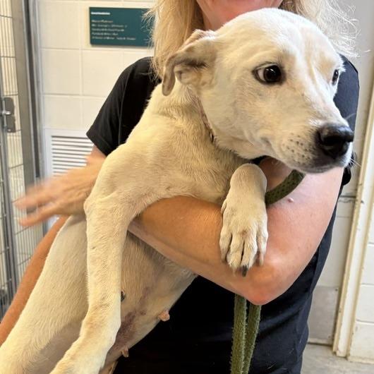 Millie, Adoptable, Adult Female Yellow Labrador Retriever & Cattle Dog.
