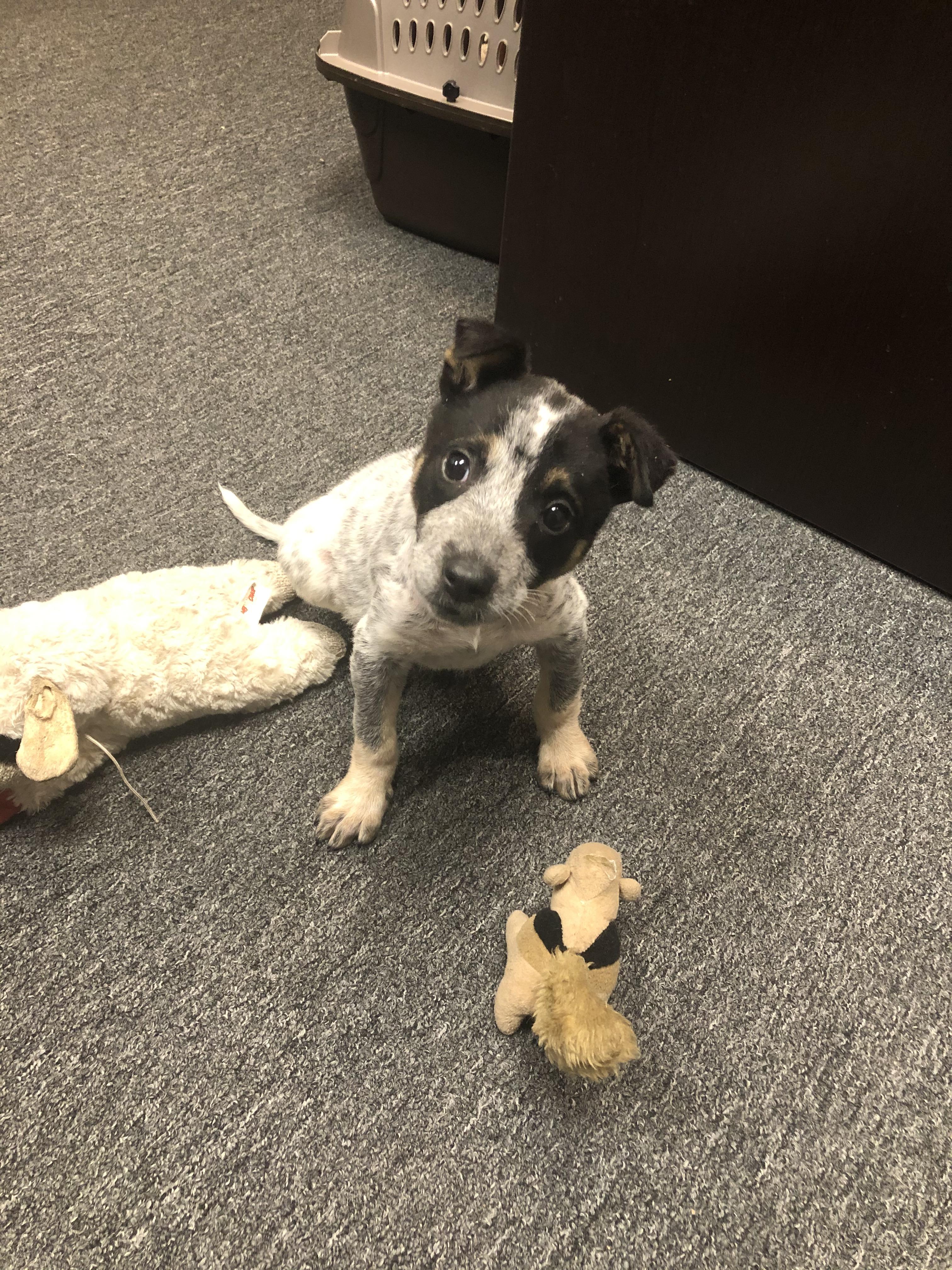 Enlarge Juno, a Adopted mixed breed in Gilbert , AZ image 6/6