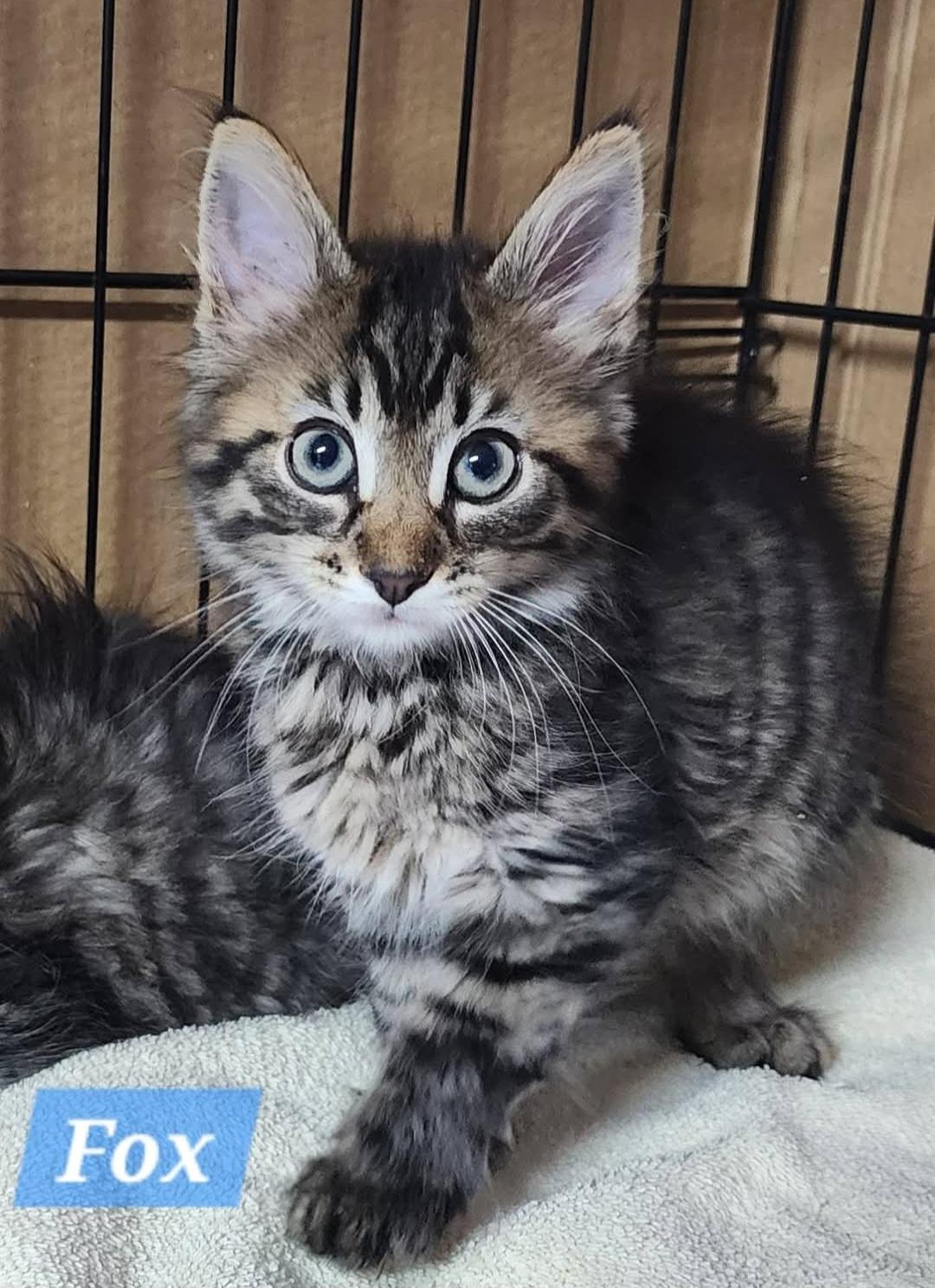 Enlarge Fox, a Adopted Domestic Long Hair in Irwin, PA image 1/1