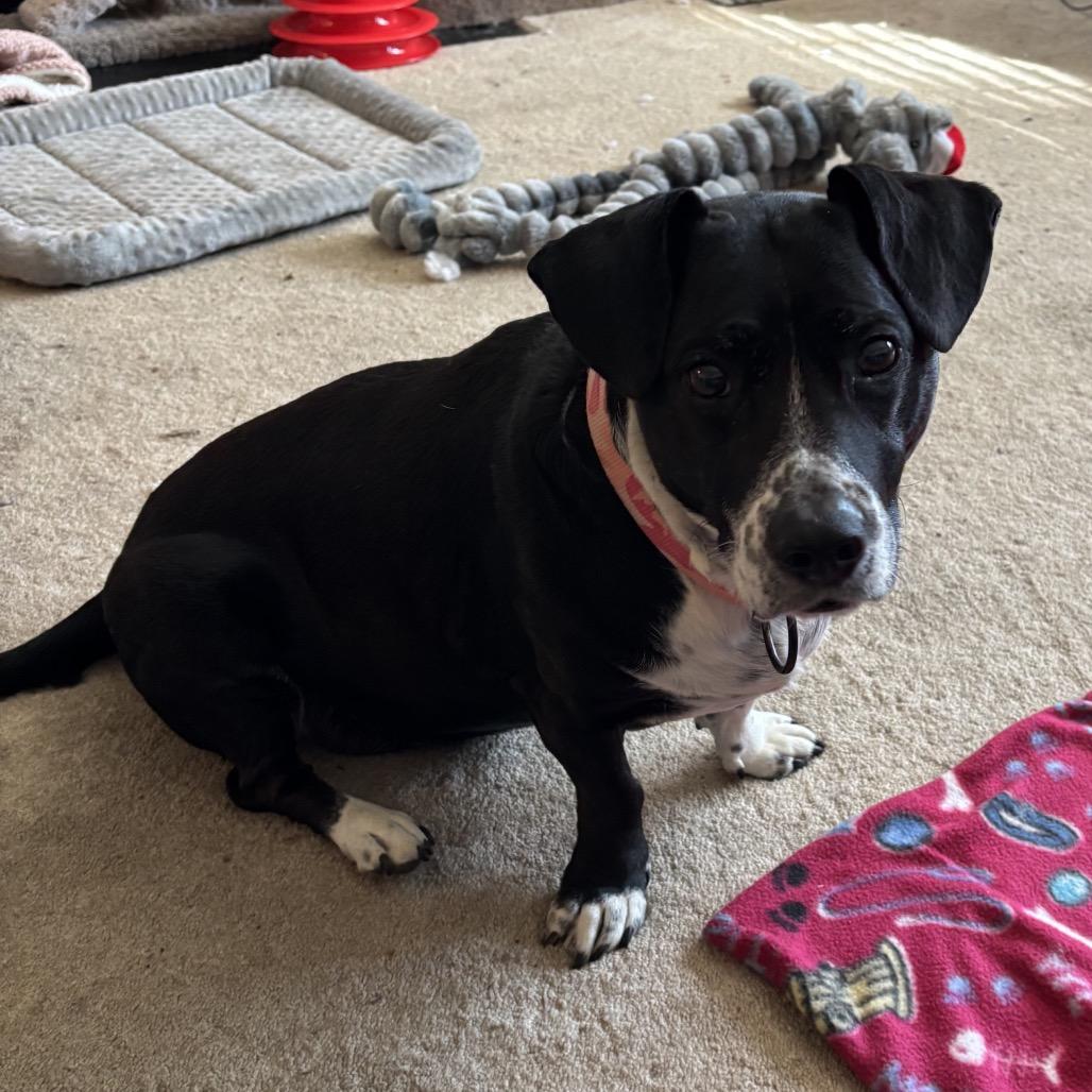 Enlarge Mika, a Adoptable Mixed Breed in Austell, GA image 1/1