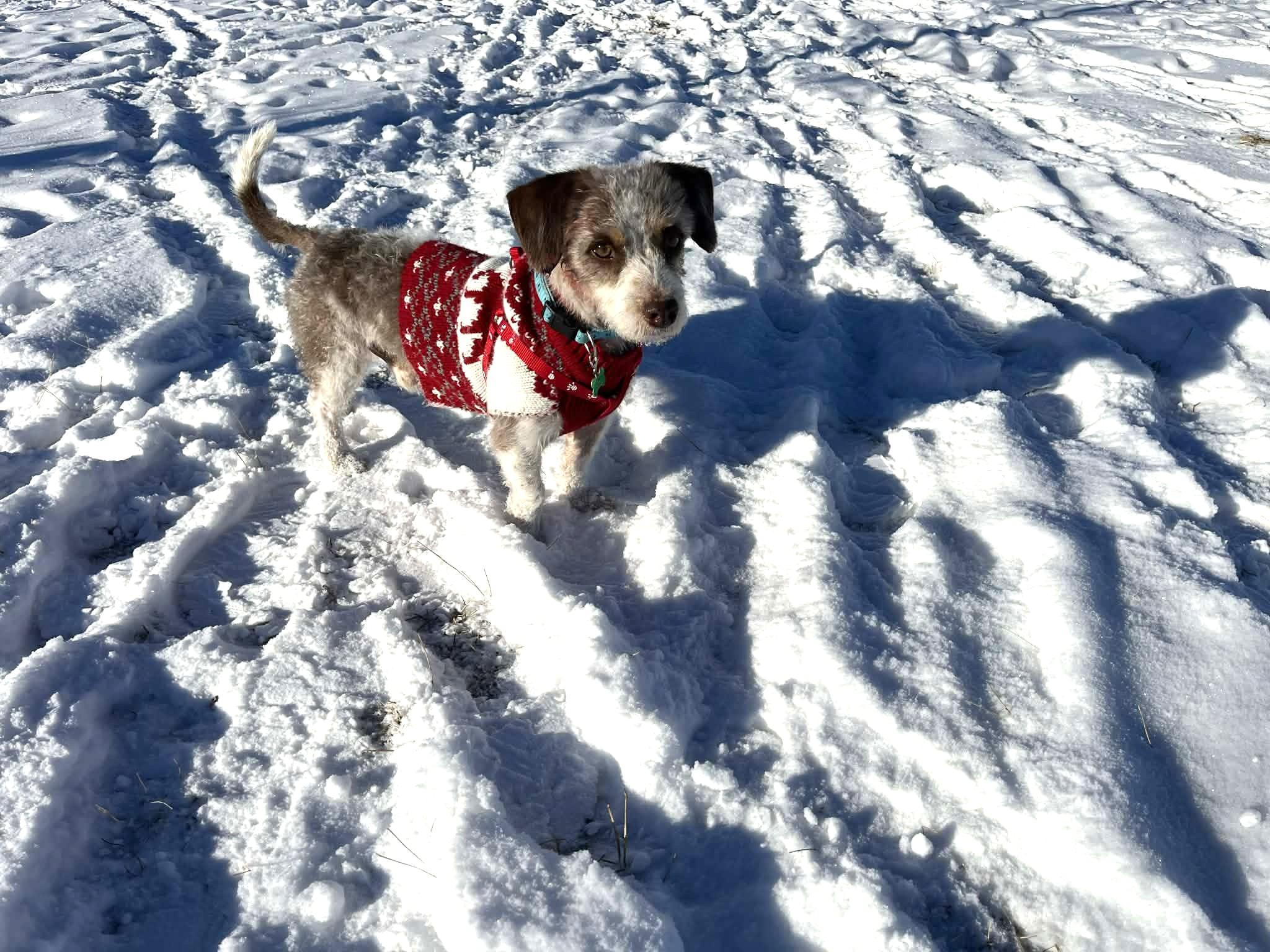 Loki, a ADOPTABLE mixed breed in Calgary, AB image 5/6