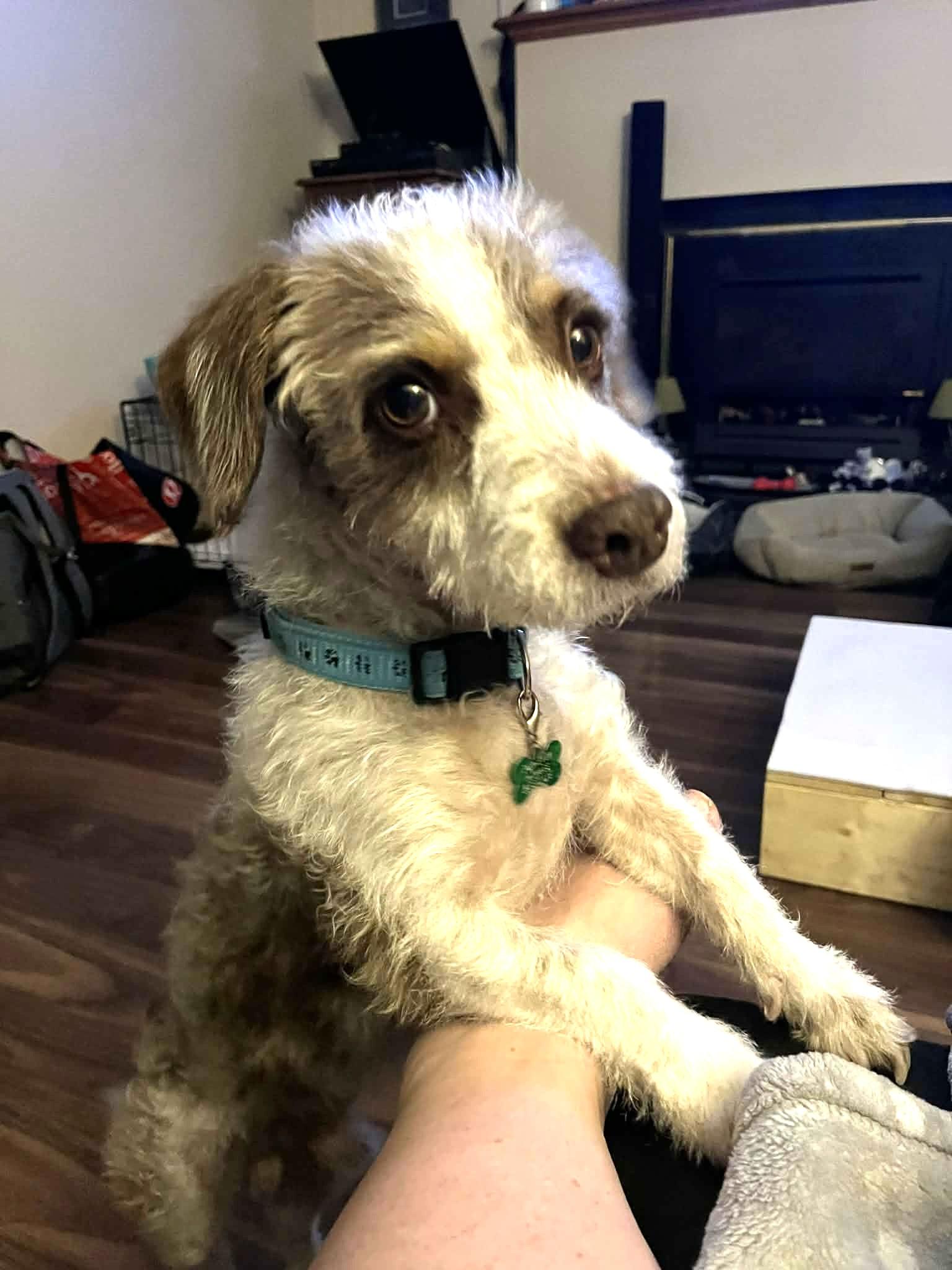 Loki, a ADOPTABLE mixed breed in Calgary, AB image 1/6