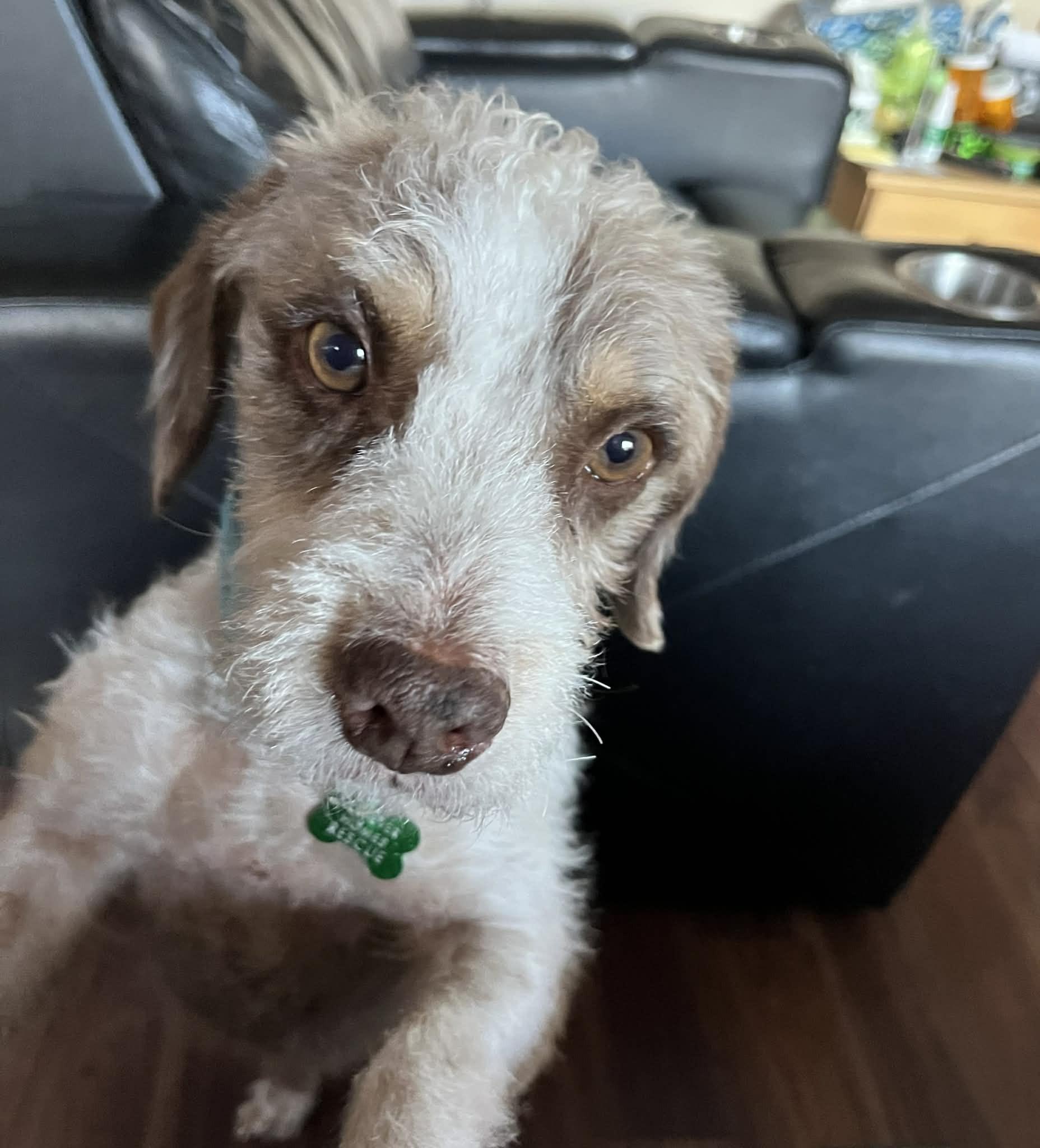 Loki, a ADOPTABLE mixed breed in Calgary, AB image 3/6