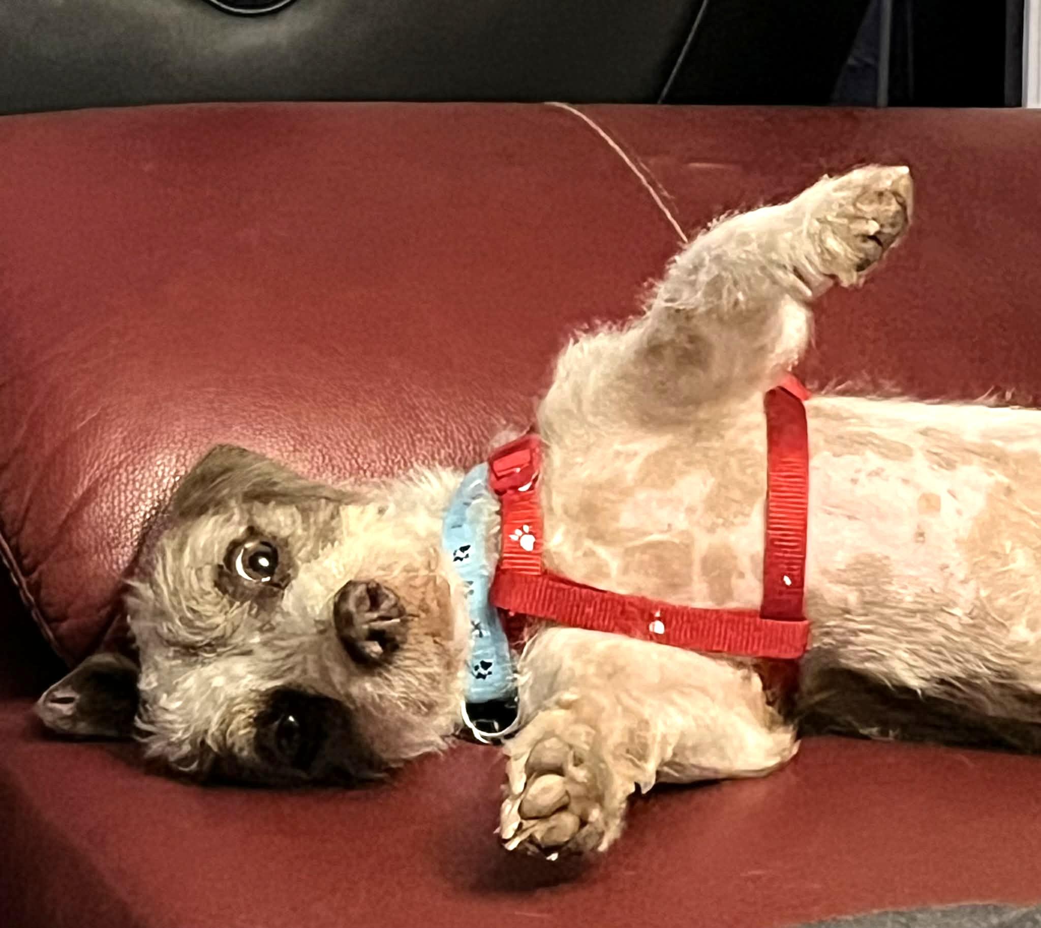 Loki, a ADOPTABLE mixed breed in Calgary, AB image 4/6