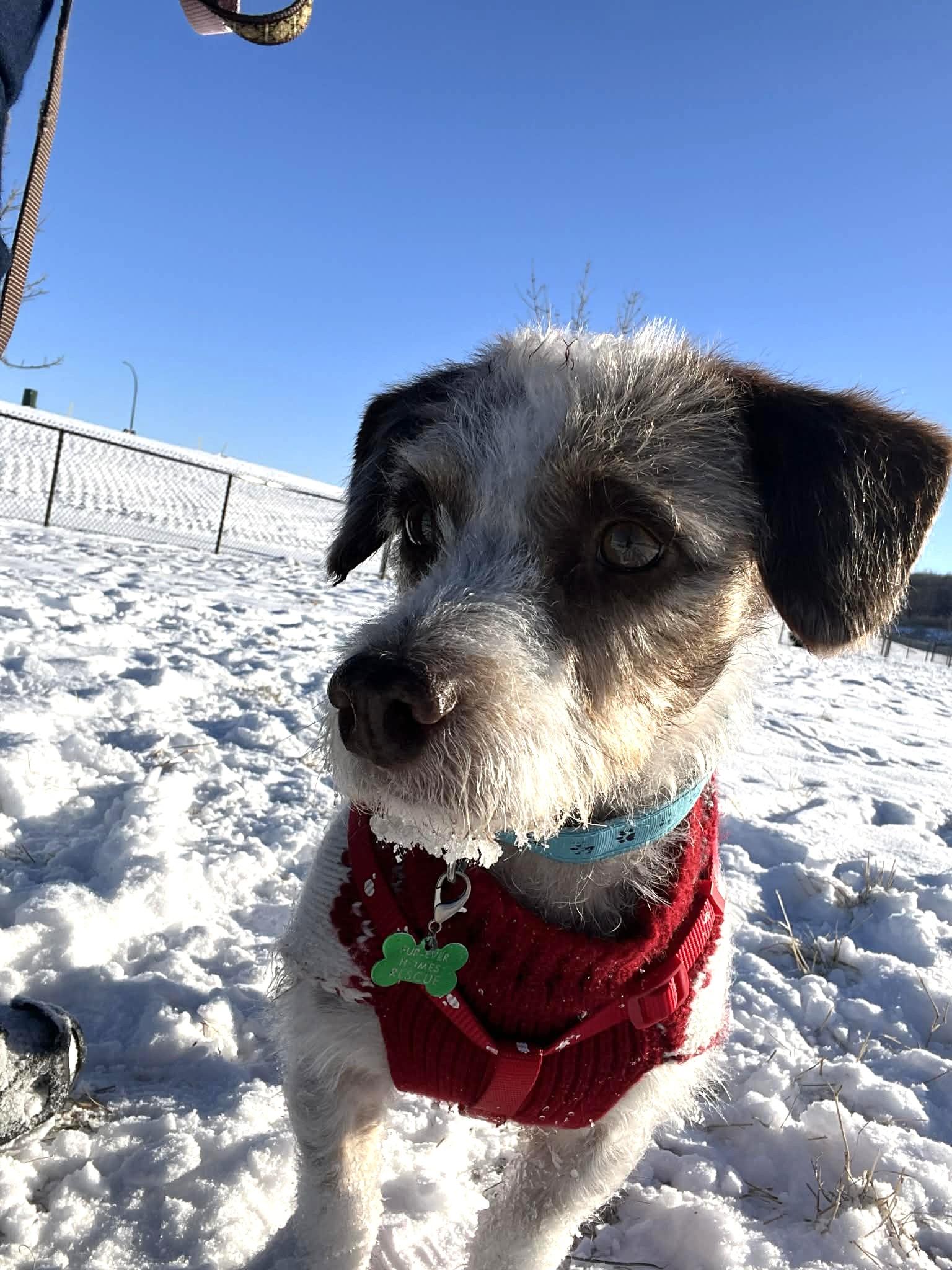 Loki, a ADOPTABLE mixed breed in Calgary, AB image 6/6