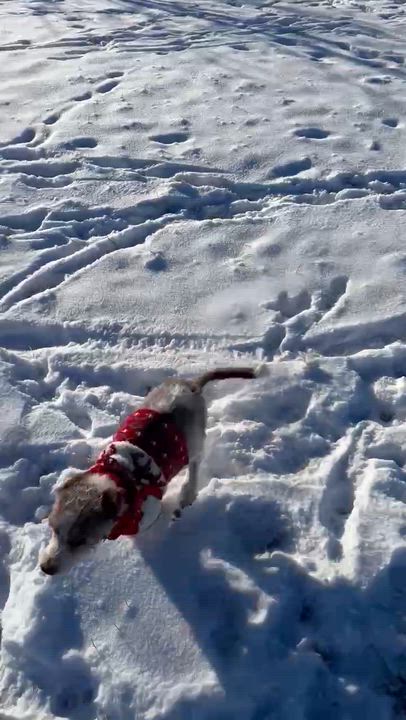 Enlarge Loki, a ADOPTABLE mixed breed in Calgary, AB video 2/6