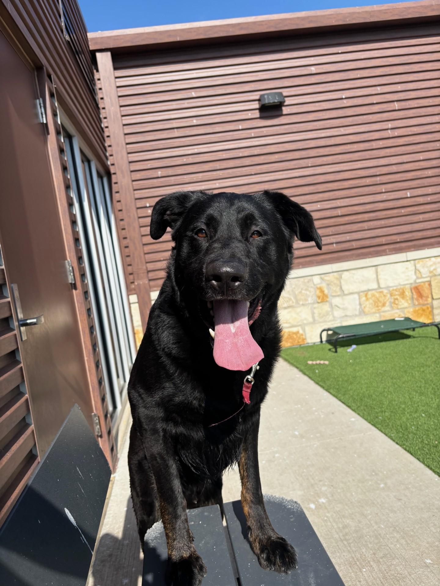 Dexter, ADOPTABLE, Adult Male Labrador Retriever.