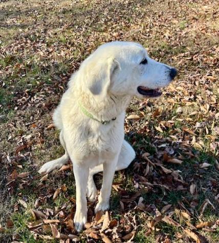 Adeleine, Adoptable, Adult Female Great Pyrenees & Retriever.